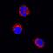 IL-6 antibody, AF1609, R&D Systems, Immunofluorescence image 