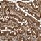 Microtubule-associated serine/threonine-protein kinase 3 antibody, HPA035062, Atlas Antibodies, Immunohistochemistry paraffin image 