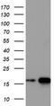 CD99 Molecule (Xg Blood Group) antibody, TA800823AM, Origene, Western Blot image 