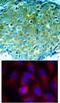 Alpha-PAK antibody, 79-342, ProSci, Immunofluorescence image 