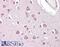 Fibroblast Growth Factor 23 antibody, 45-588, ProSci, Western Blot image 