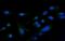Phospholipase C Gamma 2 antibody, A03572-1, Boster Biological Technology, Immunofluorescence image 