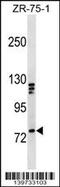 KIF3 antibody, 60-179, ProSci, Western Blot image 