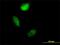 Calvasculin antibody, MCA3436Z, Bio-Rad (formerly AbD Serotec) , Western Blot image 