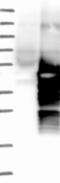 Phosducin Like antibody, NBP1-85078, Novus Biologicals, Western Blot image 
