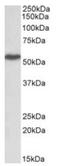 Lymphocyte Specific Protein 1 antibody, AP23727PU-N, Origene, Western Blot image 
