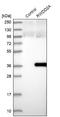 RWD Domain Containing 2A antibody, NBP1-85167, Novus Biologicals, Western Blot image 