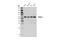 Histone Deacetylase 2 antibody, 57156S, Cell Signaling Technology, Western Blot image 