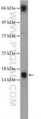 Lymphocyte Antigen 6 Family Member G5C antibody, 24633-1-AP, Proteintech Group, Western Blot image 