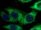 Fission, Mitochondrial 1 antibody, 66635-1-Ig, Proteintech Group, Immunofluorescence image 