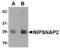 Nipsnap Homolog 2 antibody, TA306690, Origene, Western Blot image 