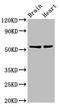 RNA Binding Motif Protein 45 antibody, LS-C672380, Lifespan Biosciences, Western Blot image 