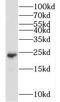 Rho-related GTP-binding protein RhoQ antibody, FNab08544, FineTest, Western Blot image 