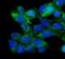 Angiopoietin Like 4 antibody, FNab00399, FineTest, Immunofluorescence image 