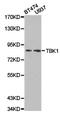 NAK antibody, TA327384, Origene, Western Blot image 