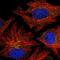 Caspase Recruitment Domain Family Member 10 antibody, NBP2-55720, Novus Biologicals, Immunofluorescence image 