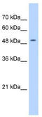 N(Alpha)-Acetyltransferase 16, NatA Auxiliary Subunit antibody, TA346823, Origene, Western Blot image 