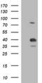 Uracil Phosphoribosyltransferase Homolog antibody, NBP2-46297, Novus Biologicals, Western Blot image 
