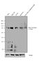 Furin, Paired Basic Amino Acid Cleaving Enzyme antibody, PA1-062, Invitrogen Antibodies, Western Blot image 