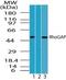 Rho GTPase Activating Protein 1 antibody, PA1-41520, Invitrogen Antibodies, Western Blot image 