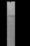 Alpha-L-Fucosidase 1 antibody, GTX02332, GeneTex, Immunoprecipitation image 