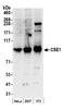 Chromosome Segregation 1 Like antibody, A300-472A, Bethyl Labs, Western Blot image 