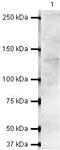 Ring Finger Protein 40 antibody, PA5-19541, Invitrogen Antibodies, Western Blot image 
