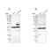 Annexin A13 antibody, PA5-54044, Invitrogen Antibodies, Western Blot image 