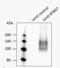 BTB Domain Containing 7 antibody, NBP1-49652, Novus Biologicals, Western Blot image 