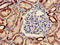 One Cut Homeobox 2 antibody, CSB-PA016337LA01HU, Cusabio, Immunohistochemistry frozen image 