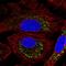 Dpy-19 Like 2 antibody, HPA071264, Atlas Antibodies, Immunofluorescence image 