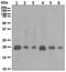 p21 antibody, ab109520, Abcam, Western Blot image 