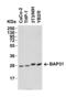 B-cell receptor-associated protein 31 antibody, 3675, ProSci Inc, Western Blot image 