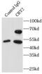 Cryptochrome-2 antibody, FNab02008, FineTest, Immunoprecipitation image 