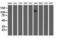 Microtubule Associated Monooxygenase, Calponin And LIM Domain Containing 1 antibody, NBP2-03135, Novus Biologicals, Western Blot image 