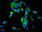 Secretogranin-3 antibody, LS-C672228, Lifespan Biosciences, Immunofluorescence image 