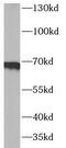 Syndecan 3 antibody, FNab08435, FineTest, Western Blot image 