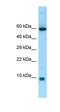 S100 Calcium Binding Protein A7A antibody, orb326556, Biorbyt, Western Blot image 