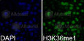 Histone H3.1t antibody, A2364, ABclonal Technology, Immunofluorescence image 