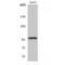 DNA Topoisomerase III Beta antibody, LS-C386460, Lifespan Biosciences, Western Blot image 