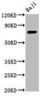 Thrombospondin Type Laminin G Domain And EAR Repeats antibody, orb517792, Biorbyt, Western Blot image 