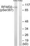 E3 ubiquitin-protein ligase RFWD2 antibody, LS-C199537, Lifespan Biosciences, Western Blot image 