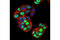 E2F Associated Phosphoprotein antibody, 5166S, Cell Signaling Technology, Immunocytochemistry image 