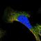 Protein BTG3 antibody, NBP1-89098, Novus Biologicals, Immunofluorescence image 