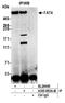 FAT Atypical Cadherin 4 antibody, A305-883A-M, Bethyl Labs, Immunoprecipitation image 