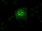 Solute Carrier Family 2 Member 6 antibody, TA500639, Origene, Immunofluorescence image 