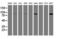 Phosphofructokinase, Platelet antibody, LS-C173561, Lifespan Biosciences, Western Blot image 