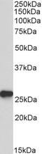 CD38 Molecule antibody, 43-487, ProSci, Enzyme Linked Immunosorbent Assay image 