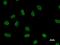 Nudix Hydrolase 21 antibody, LS-C342456, Lifespan Biosciences, Immunofluorescence image 