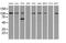 Sialic Acid Binding Ig Like Lectin 9 antibody, MA5-24917, Invitrogen Antibodies, Western Blot image 